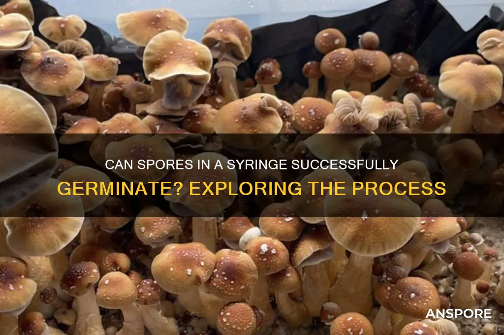 are spores in a syringe germinated