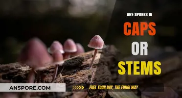 Where Do Spores Grow: Caps or Stems? Unveiling the Fungal Mystery