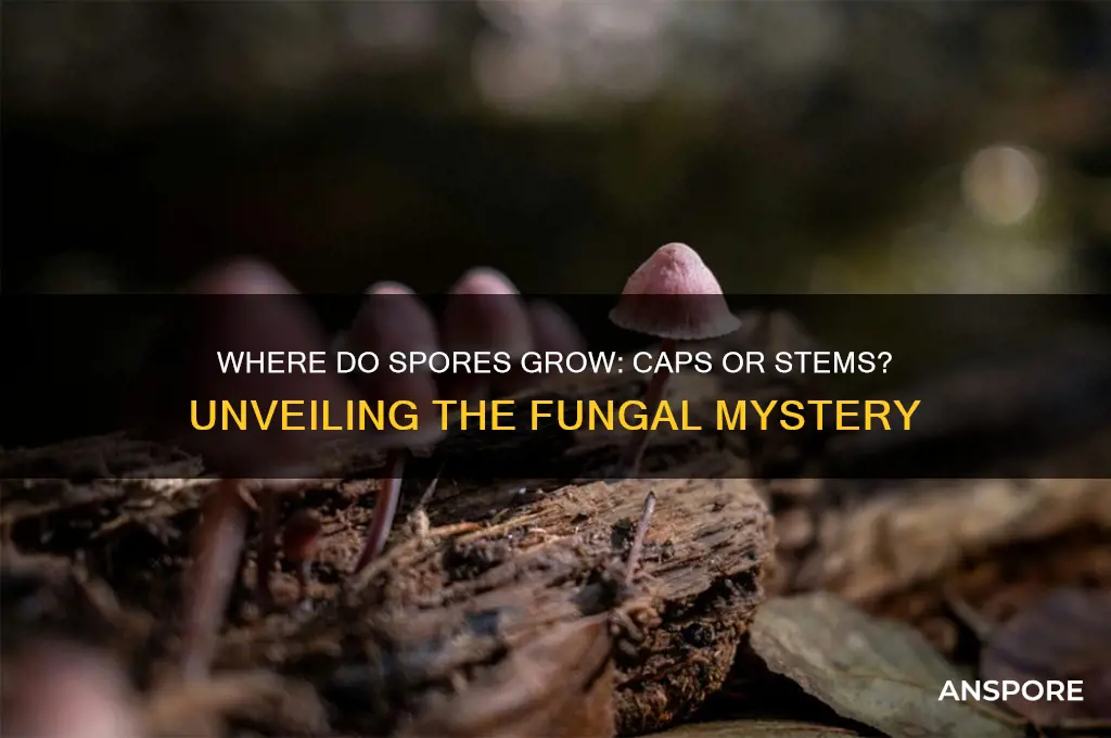 are spores in caps or stems