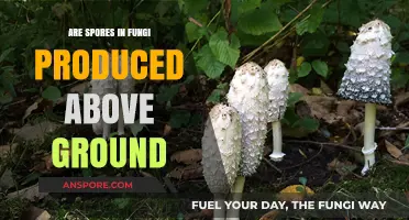 Do Fungi Produce Spores Above Ground? Exploring Fungal Reproduction