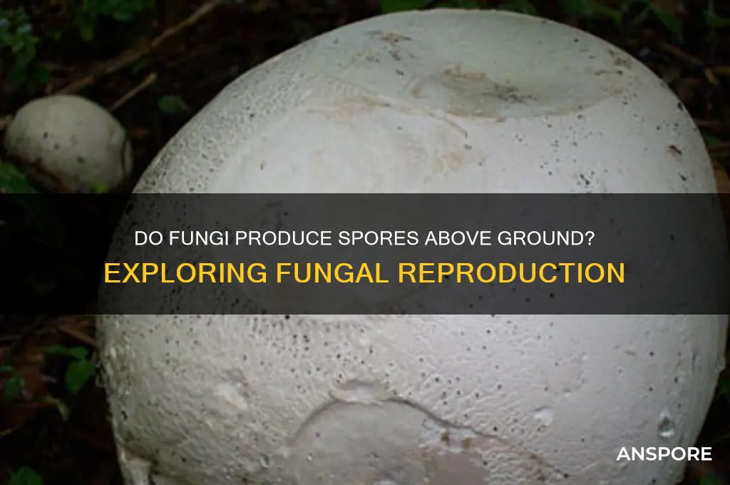are spores in fungi produced above ground