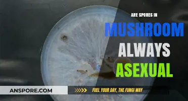 Mushroom Spores: Always Asexual?