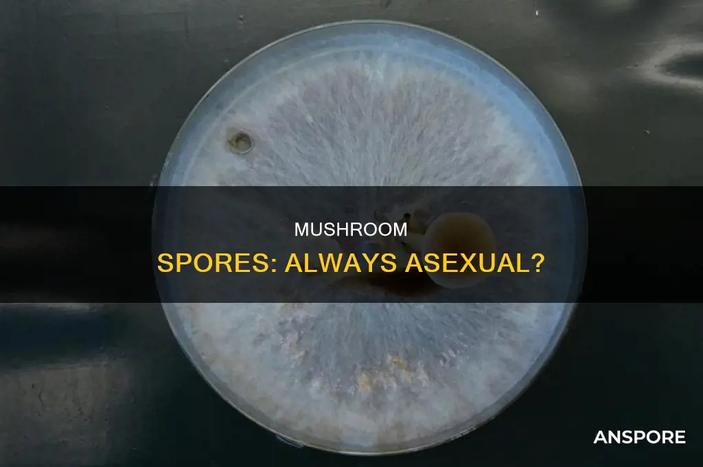 are spores in mushrooms always asexual