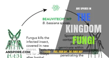 Exploring the Role of Spores in the Kingdom Fungi