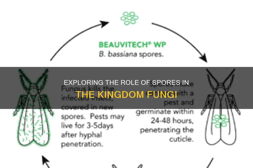 are spores in the kingdom fungi
