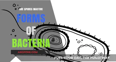 Are Spores Inactive Bacteria? Unveiling Their Dormant Survival Mechanism