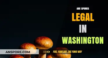Are Spores Legal in Washington? Understanding Current Laws and Regulations