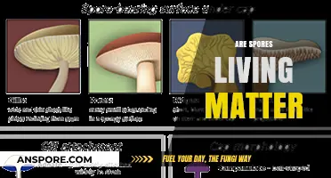 Are Spores Alive? Exploring the Living Nature of Spores