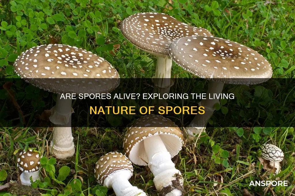 are spores living matter