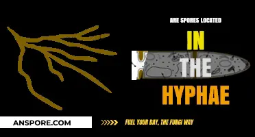 Exploring Fungal Structures: Are Spores Located in the Hyphae?