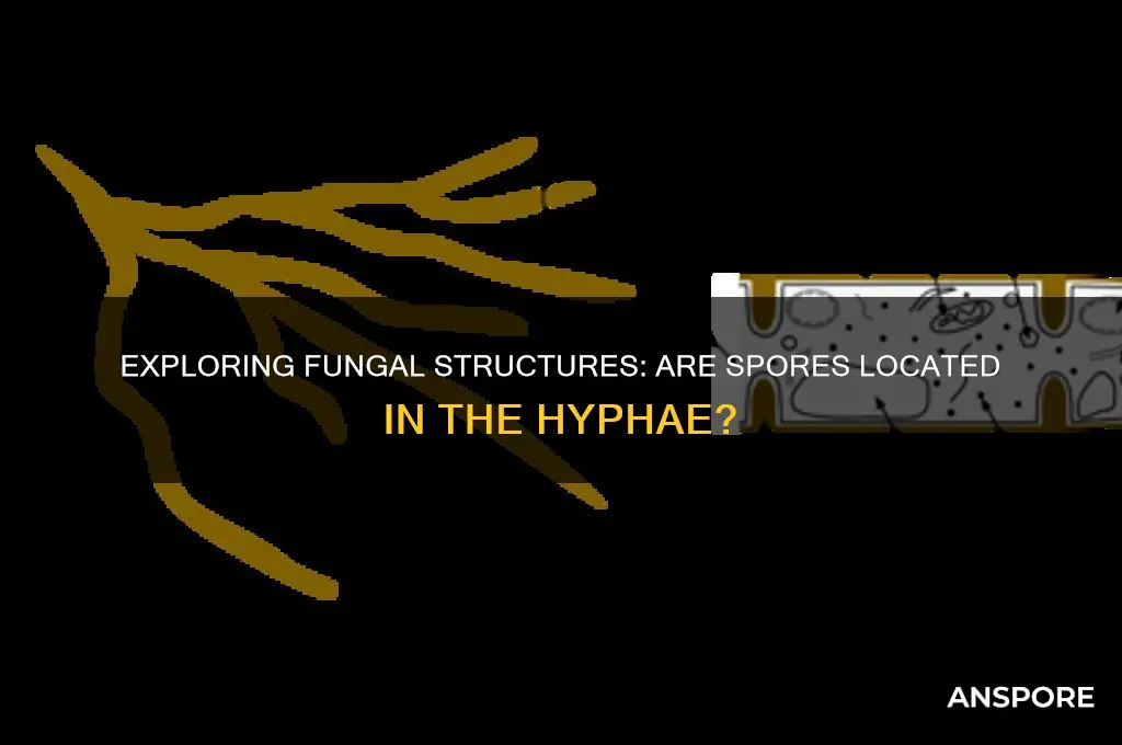are spores located in the hyphae