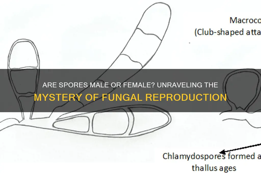 are spores male or female