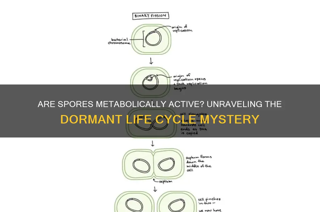 are spores metabolically active