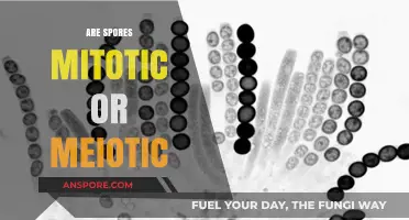 Understanding Spores: Mitotic or Meiotic? A Comprehensive Exploration