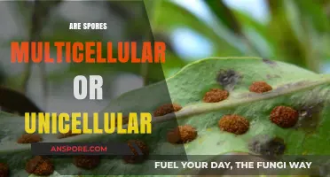 Are Spores Multicellular or Unicellular? Unraveling the Mystery