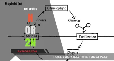 Understanding Spores: Are They Haploid (n) or Diploid (2n)?