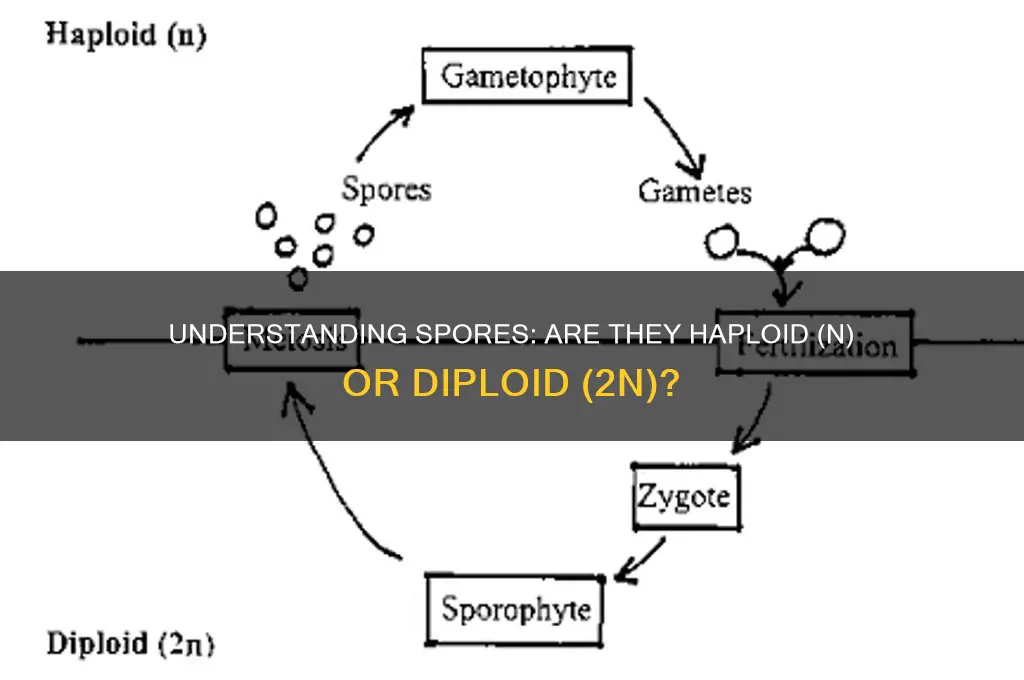 are spores n or 2n