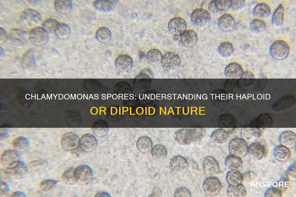 are spores of chlamydomonas haploid or diploid