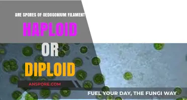 Oedogonium Filament Spores: Haploid or Diploid? Unraveling the Mystery