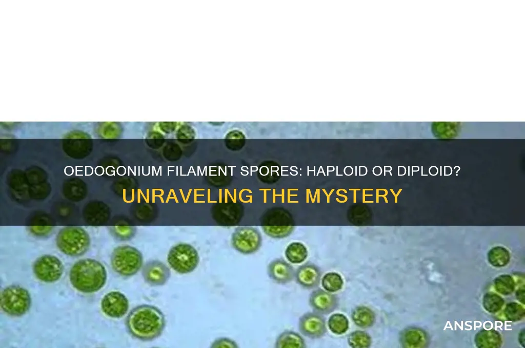 are spores of oedogonium filament haploid or diploid