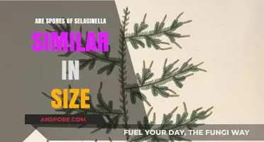 Comparing Selaginella Spore Sizes: Are They Uniform Across Species?