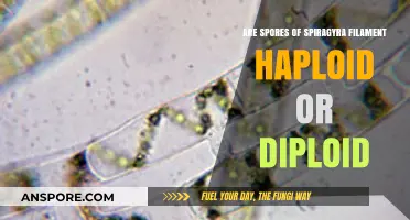 Unveiling the Ploidy of Spirogyra Filament Spores: Haploid or Diploid?