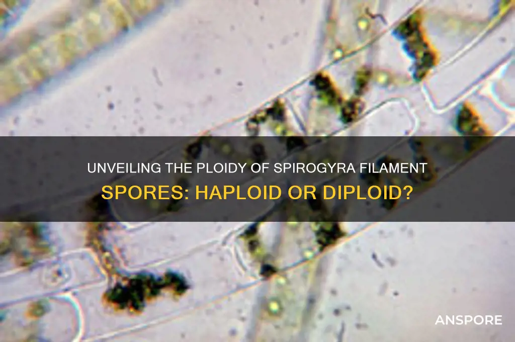 are spores of spiragyra filament haploid or diploid