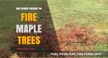 Do Fire Maple Trees Harbor Spores? Exploring Fungal Presence