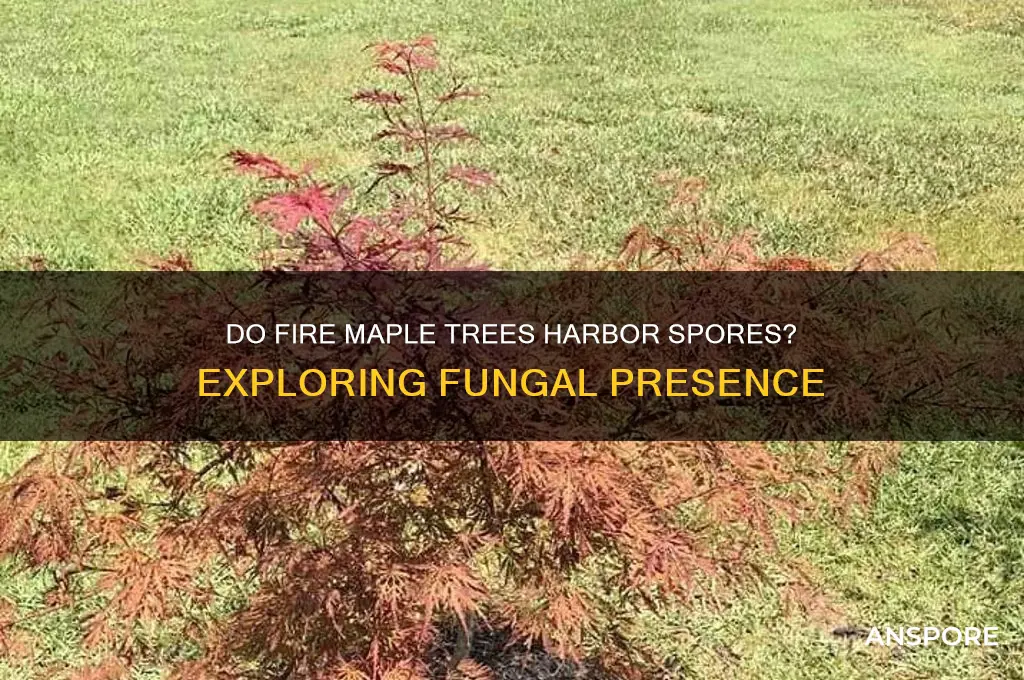 are spores present on fire maple trees