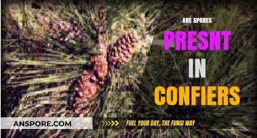 Do Conifers Contain Spores? Exploring Their Reproductive Structures