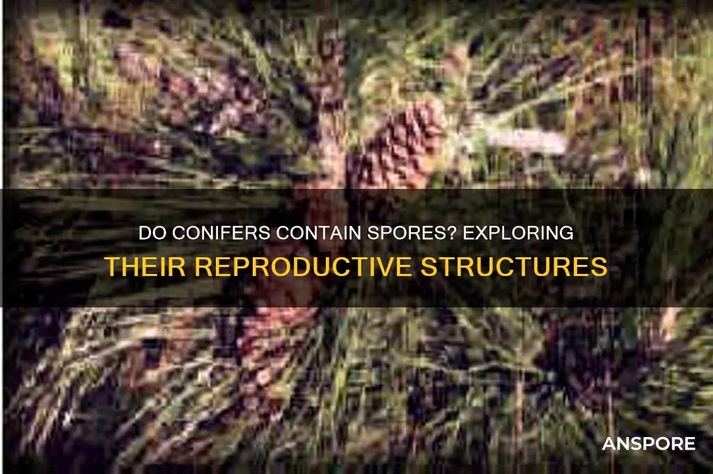 are spores presnt in confiers