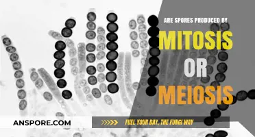 Understanding Spores: Mitosis or Meiosis Production Explained