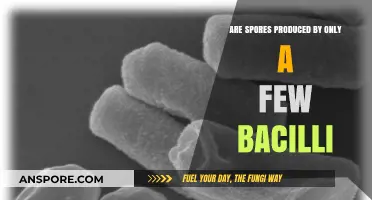 Do Only Select Bacilli Species Produce Spores? Exploring Bacterial Diversity