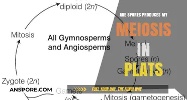 Do Plants Produce Spores Through Meiosis? Unraveling the Process