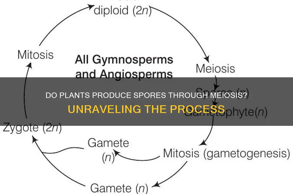are spores produces my meiosis in plats