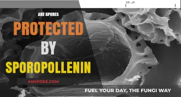 Is Sporopollenin the Ultimate Shield for Spores? Unveiling the Truth