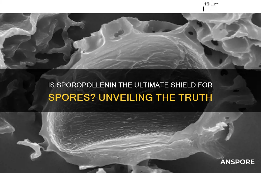 are spores protected by sporopollenin