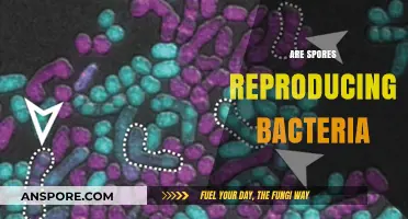 Are Spores Reproducing Bacteria? Unraveling the Microbial Mystery