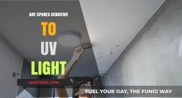 UV Light's Impact: Are Spores Sensitive to Ultraviolet Radiation?