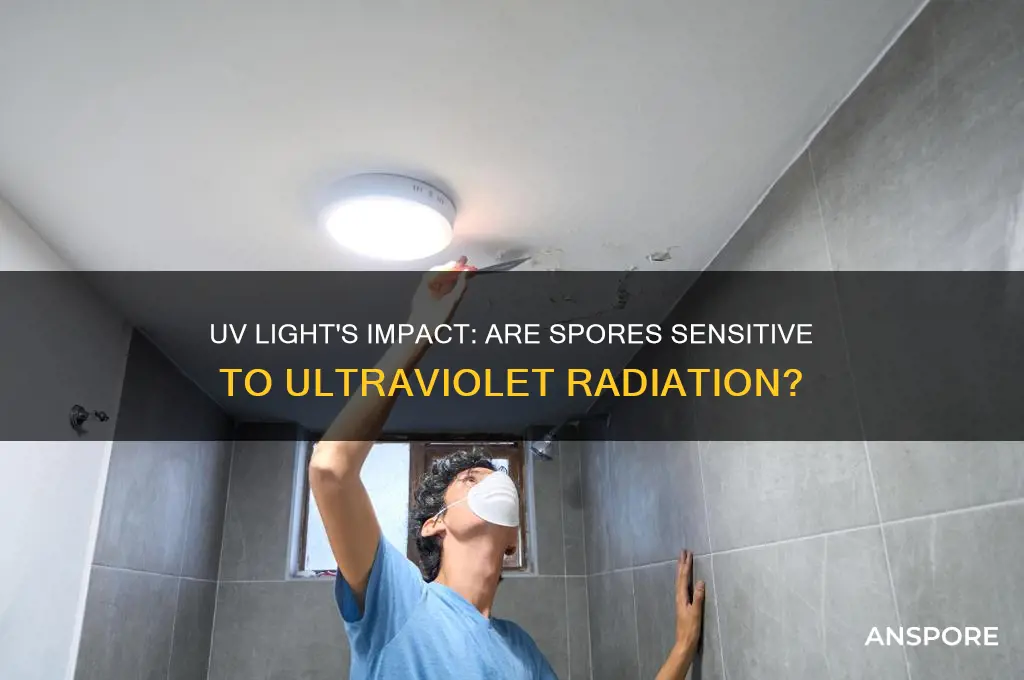 are spores sensitive to uv light