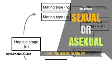 Unveiling the Truth: Are Spores Reproduced Sexually or Asexually?