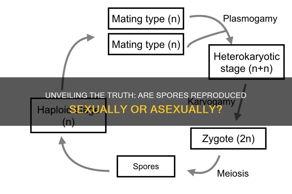 are spores sexual or asexual