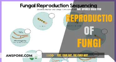 How Fungi Reproduce: The Role of Spores Explained