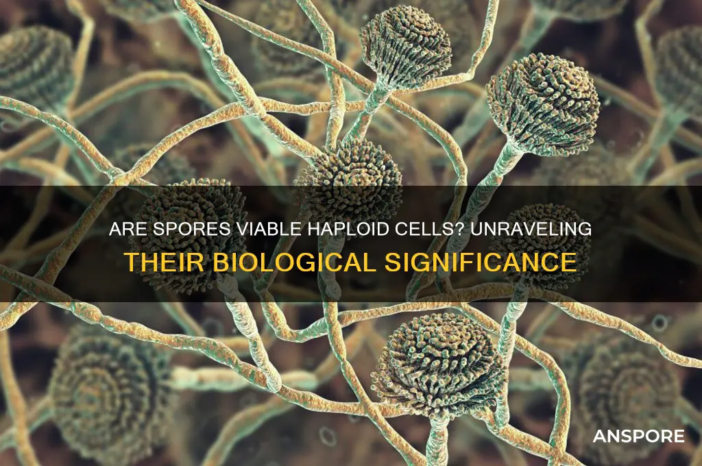 are spores viable haploid cells