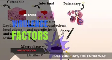 Are Spores Virulence Factors? Unraveling Their Role in Pathogenicity