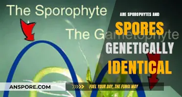 Are Sporophytes and Spores Genetically Identical? Unraveling Plant Life Cycles