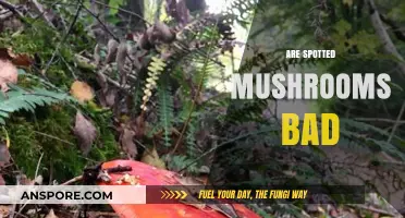 Are Spotted Mushrooms Safe? Identifying Edible vs. Toxic Varieties