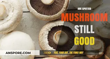 Are Spotted Mushrooms Still Edible? A Guide to Safety and Freshness