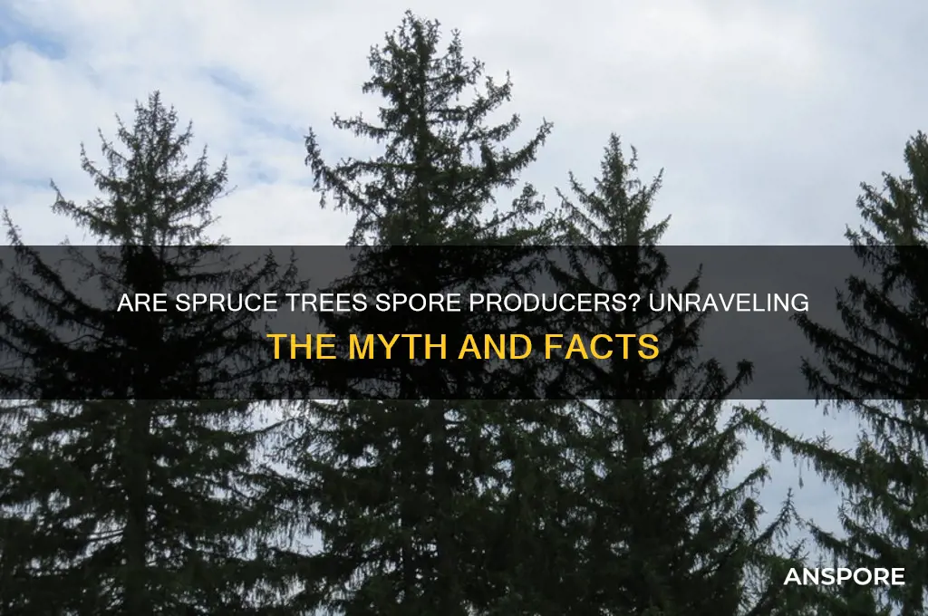are spruce trees spore