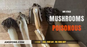 Are Stale Mushrooms Poisonous? Uncovering the Risks of Old Fungi